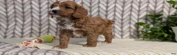 Cavapoo dogs for sale: Arlo - Ad 3