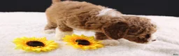 Mini Goldendoodle dogs for sale: Teddy - Ad 4