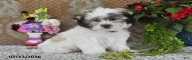 Otto