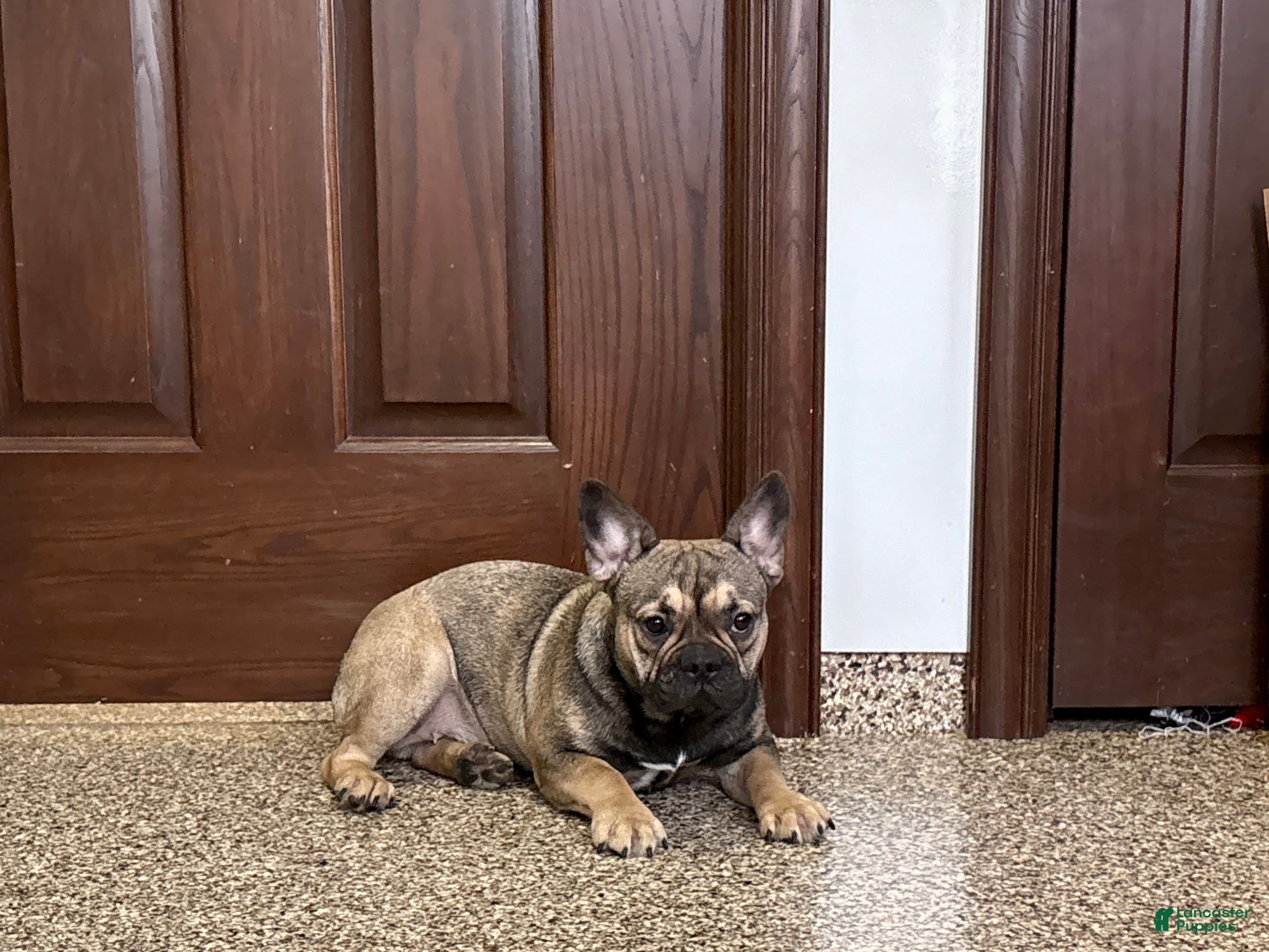 French Bulldog dogs Joy - Ad 2