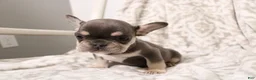 French Bulldog dogs for sale: Leo - Ad 1