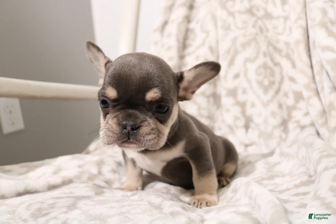 French Bulldog dogs for sale: Leo - Ad 1