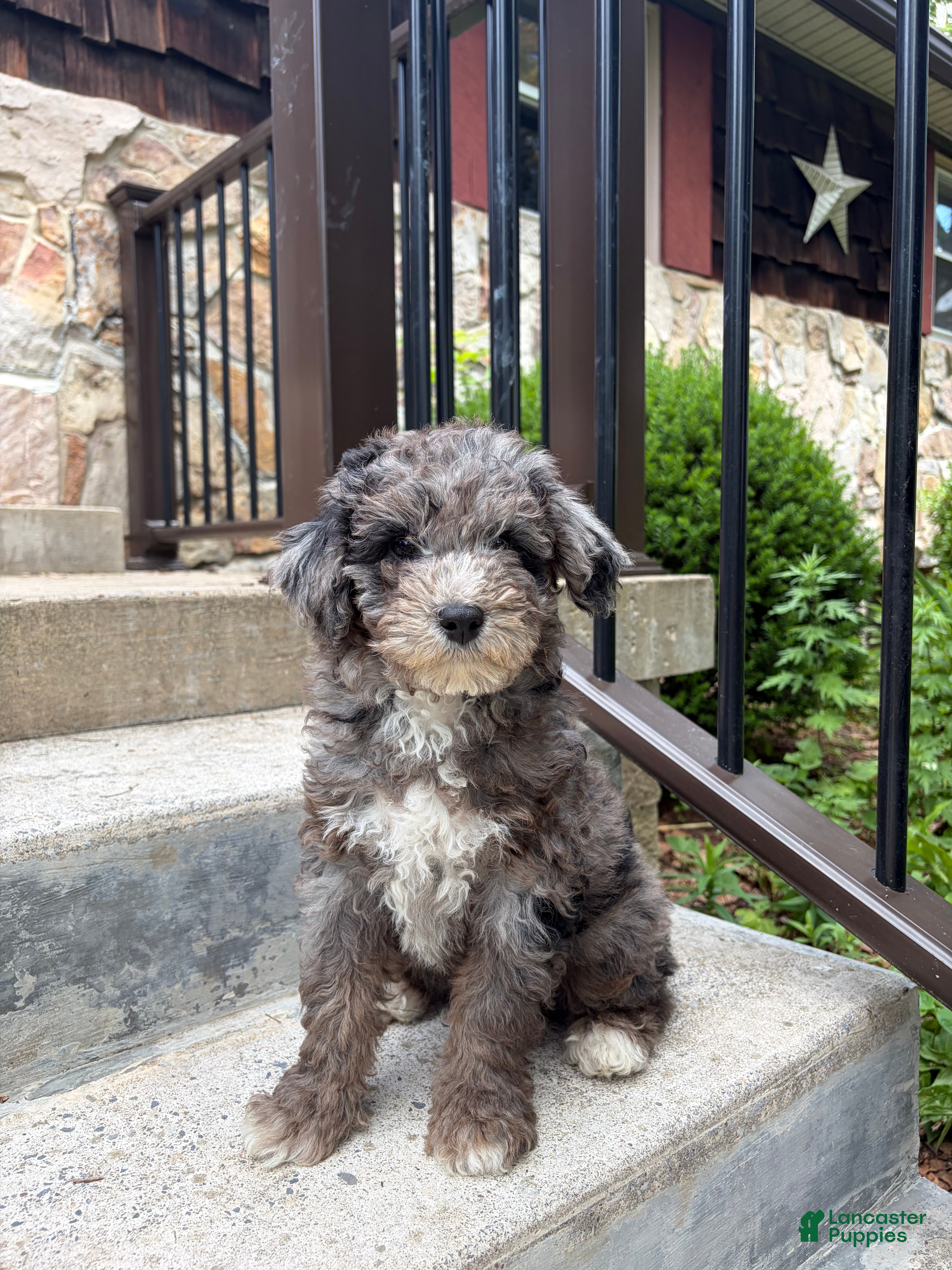 Mini Bernedoodle dogs Midnight  - Ad 1