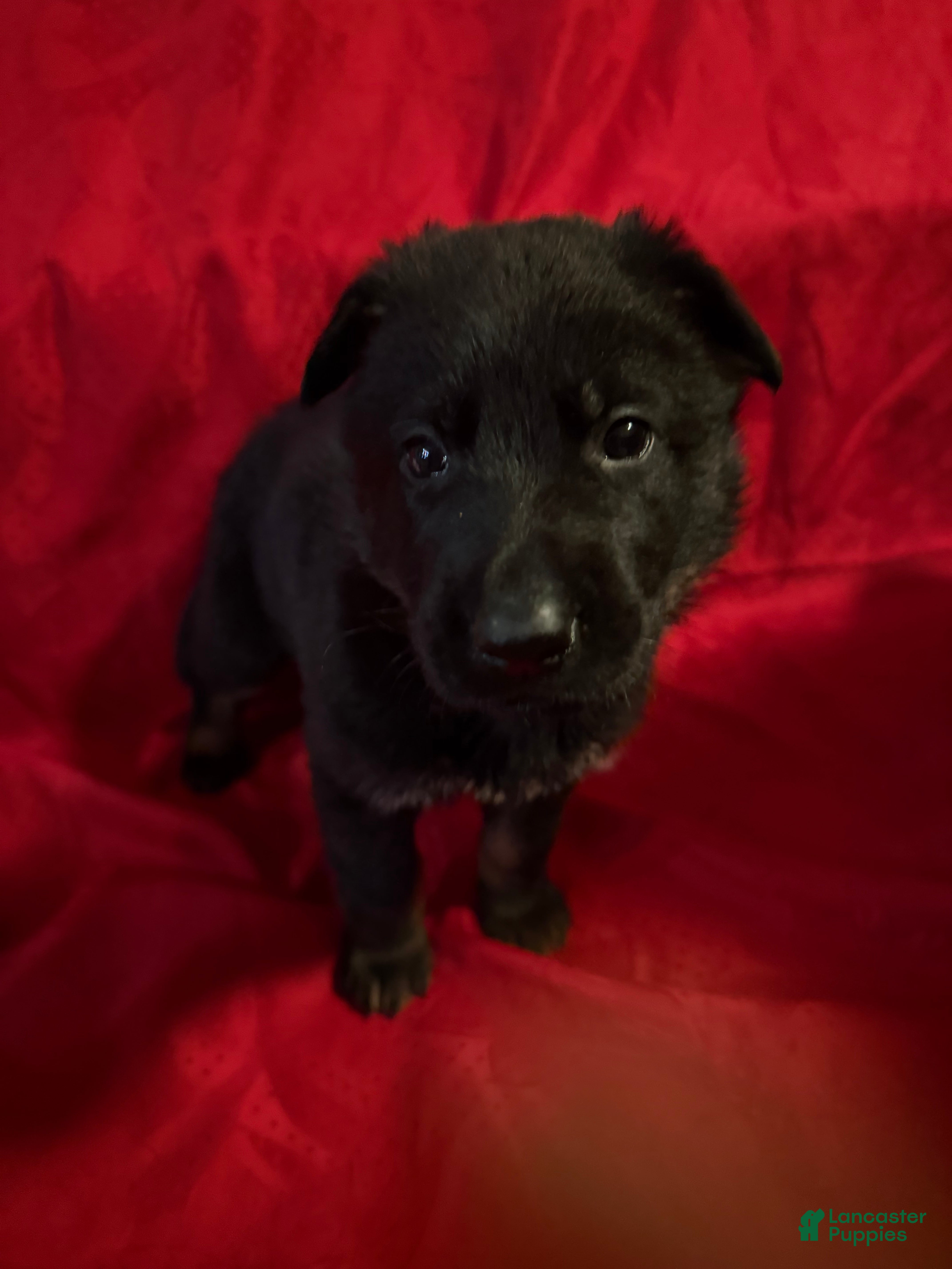 German Shepherd dogs Juliet - Ad 5