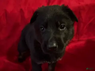 German Shepherd dogs Juliet - Ad 5