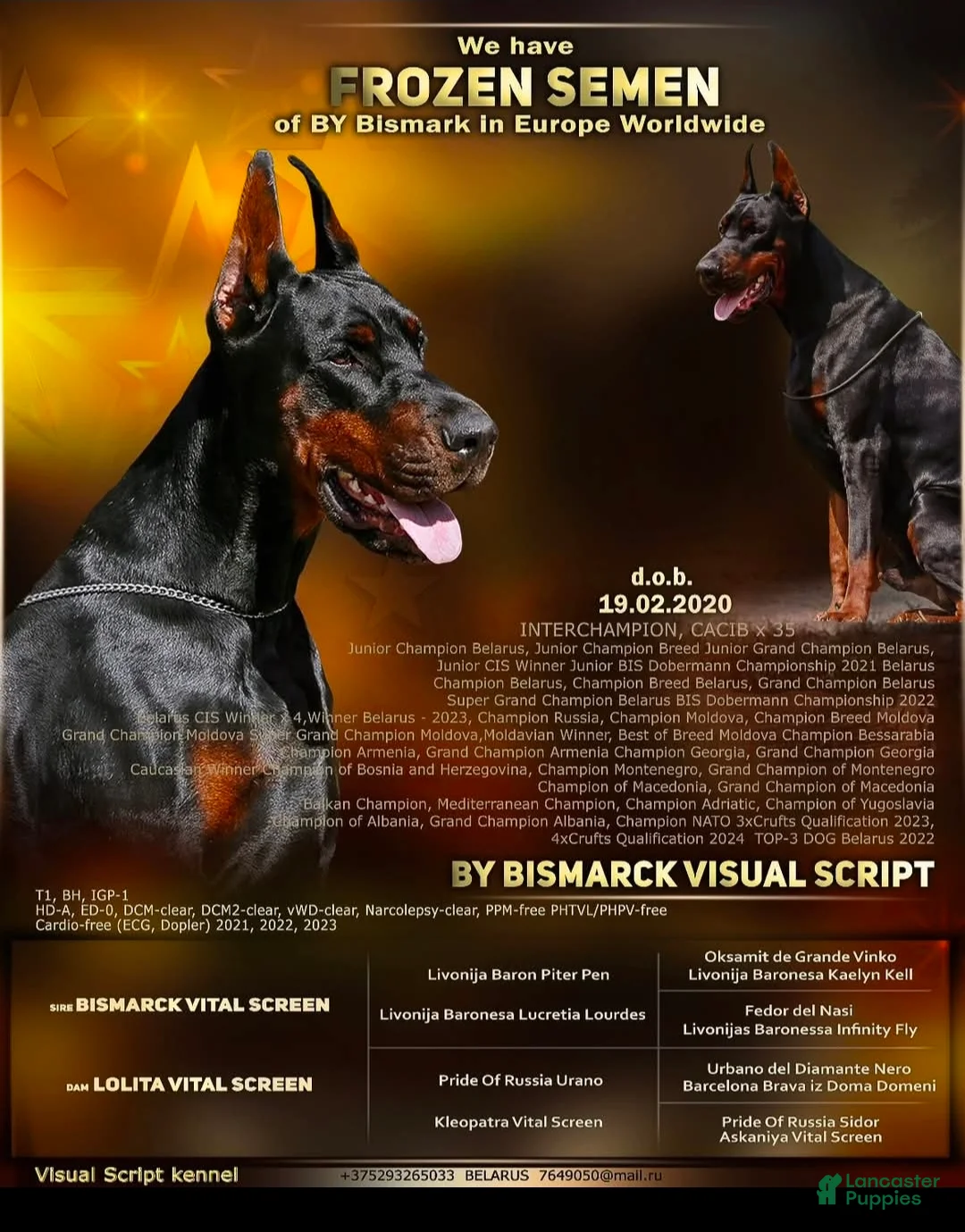 Doberman Pinscher dogs for sale: Thanos  - Ad 2