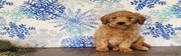 Mini Goldendoodle dogs for sale: Reno - Ad 14