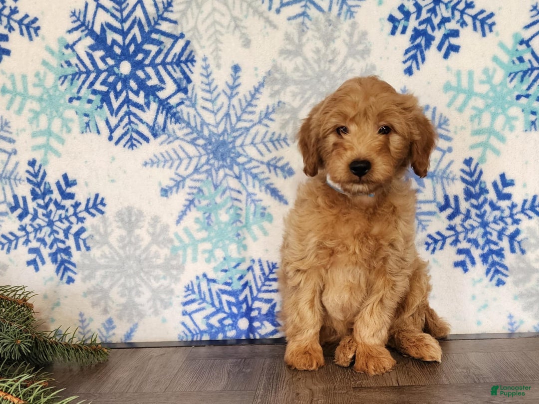 Mini Goldendoodle dogs for sale: Reno - Ad 14