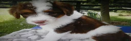 Mini Aussiedoodle dogs for sale: Mini Aussiedoodle 2 Thomas - Ad 2