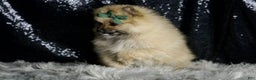 Pomeranian dogs for sale: Peanut - Ad 5