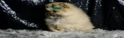 Pomeranian dogs for sale: Peanut - Ad 5