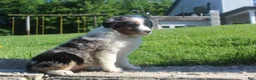 Australian Shepherd dogs for sale: Australian Shepherd Puppy 5 - Ad 4