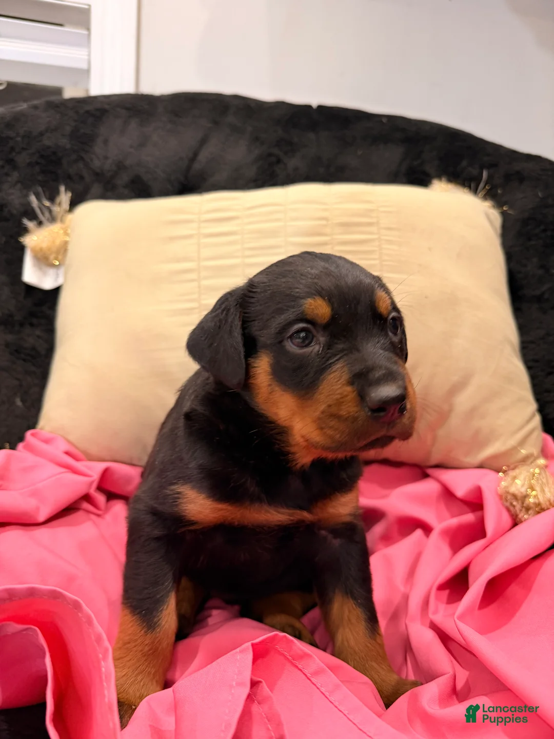 Rottweiler dogs for sale: Rottweiler Puppy 1 - Ad 17