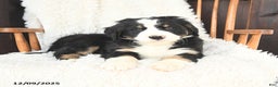 Bernedoodle dogs for sale: Joseph - Ad 2