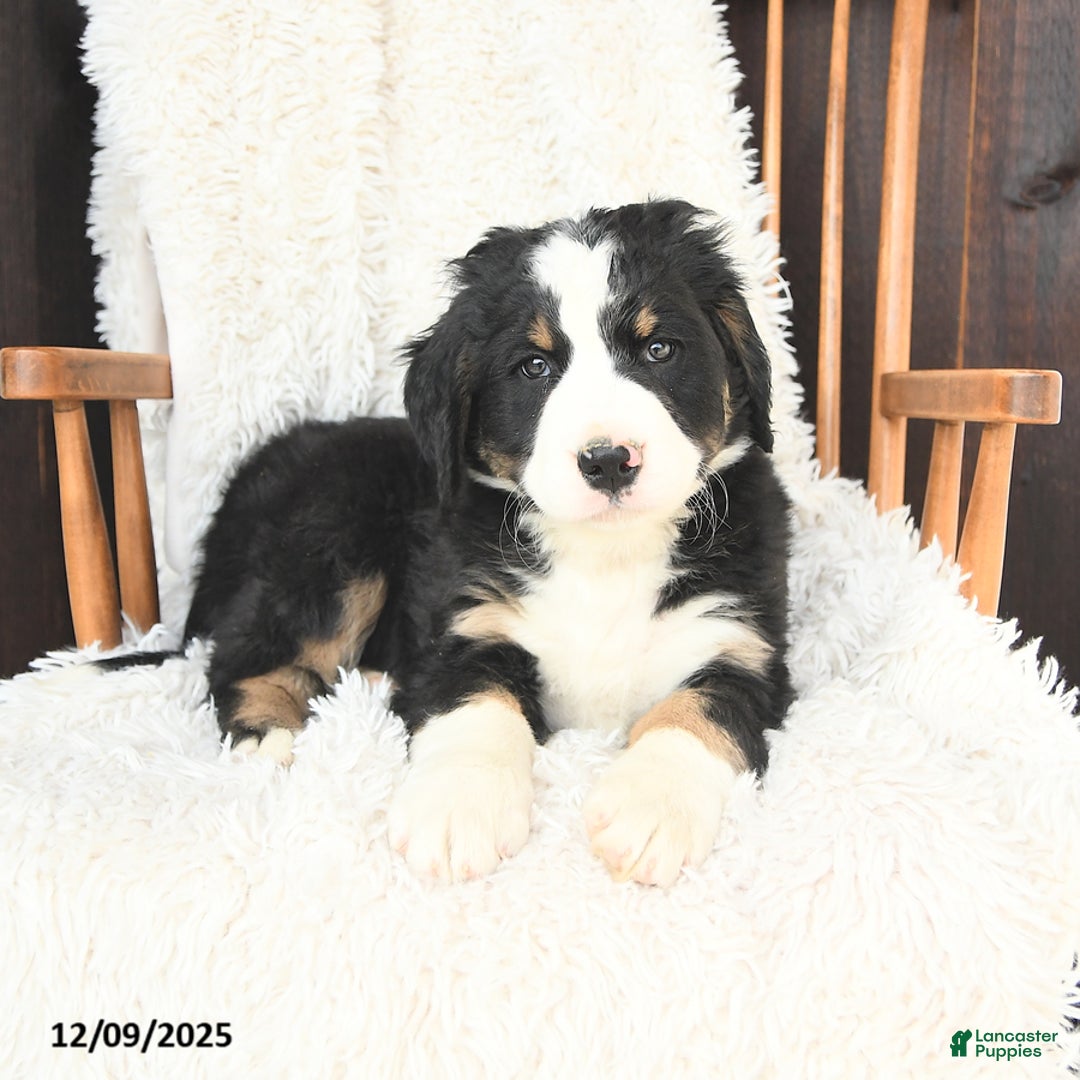 Bernedoodle dogs for sale: Joseph - Ad 2