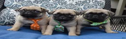 Pug dogs for sale: Porter - Ad 19