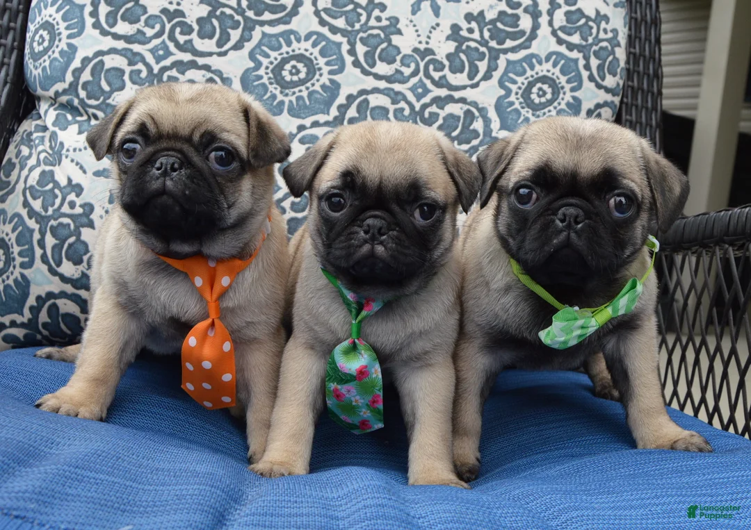 Pug dogs for sale: Porter - Ad 19