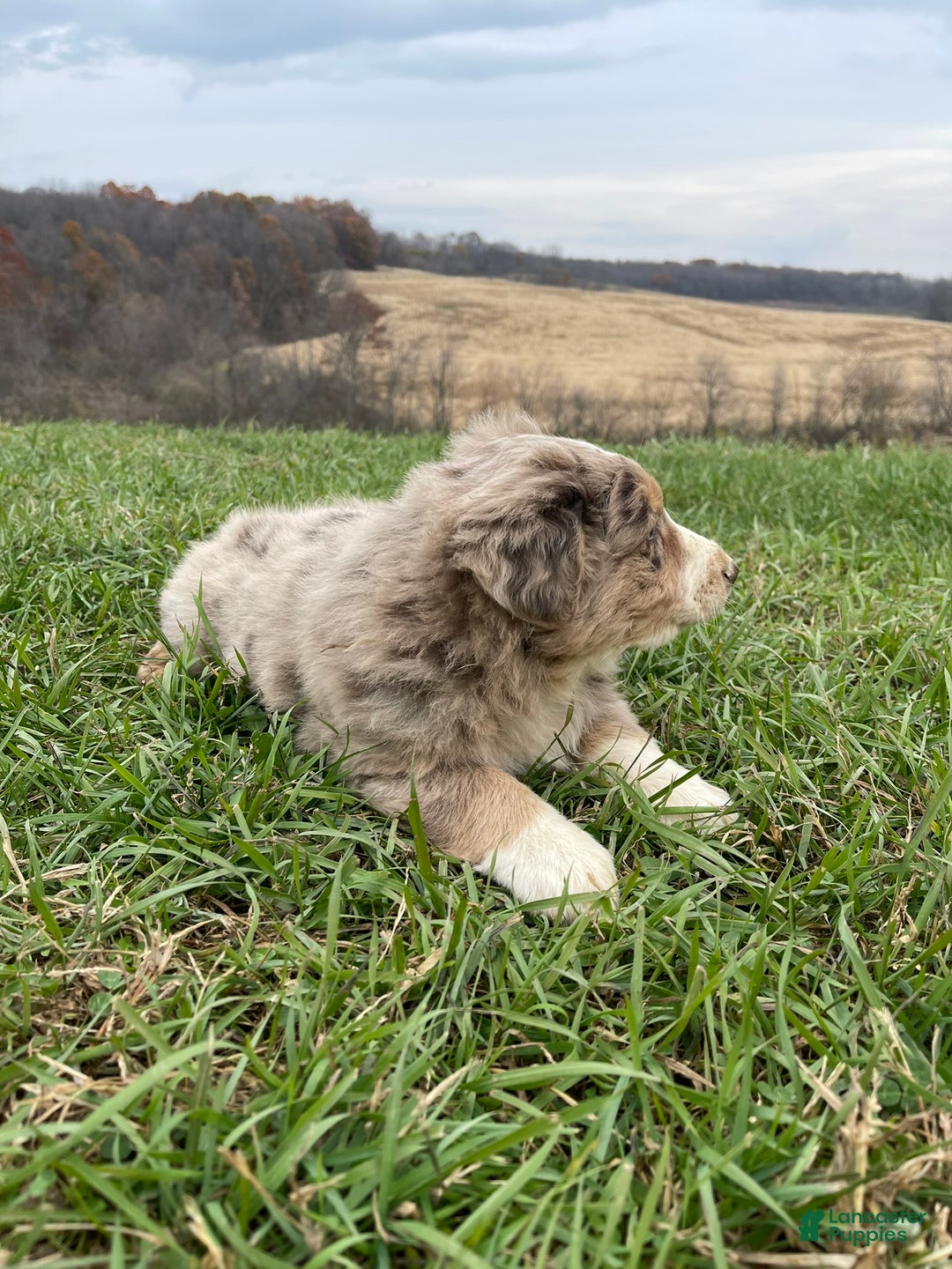 Australian Shepherd dogs for sale: Percy - Ad 10