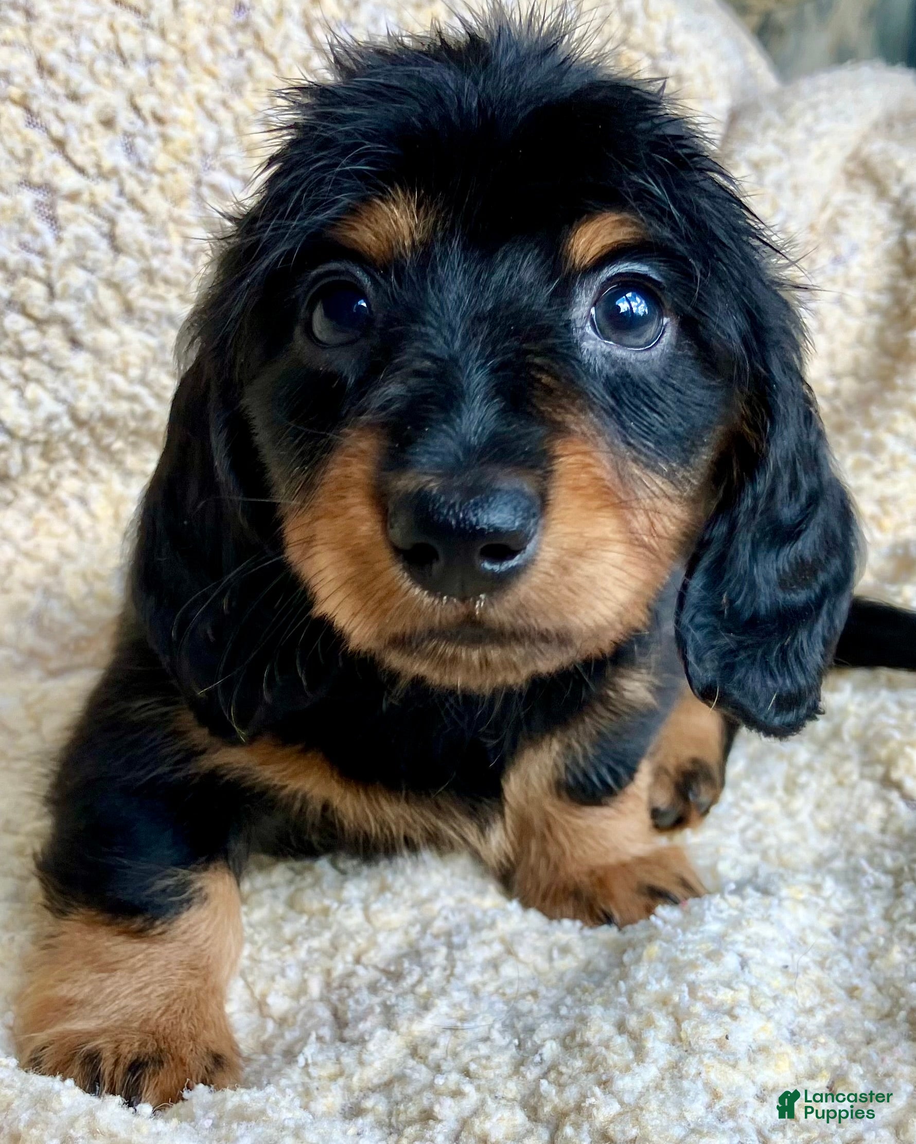 Miniature Dachshund dogs CHEESE CHEESE AND MORE CHEESE - Ad 2