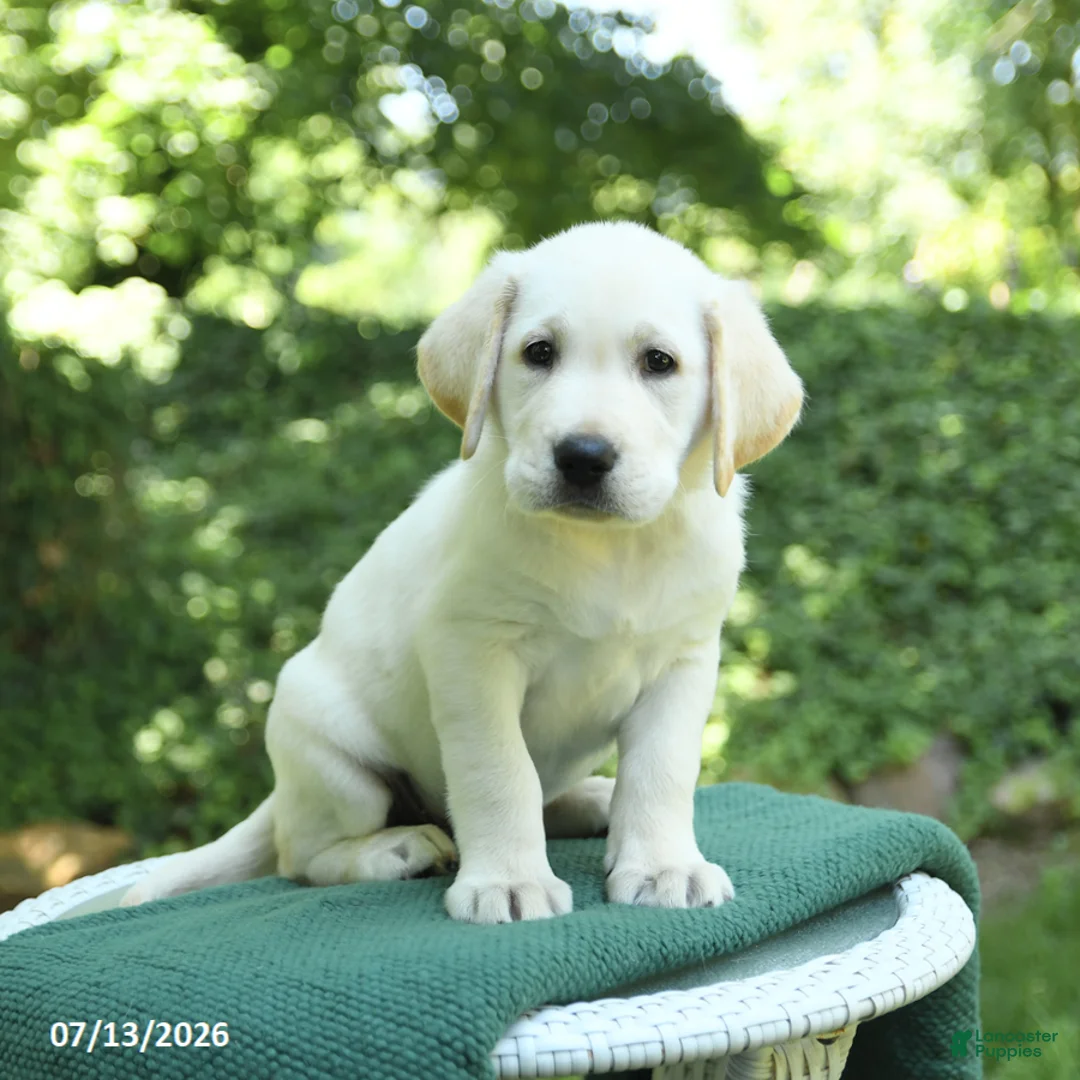 Labrador Retriever dogs for sale: Vince - Ad 2