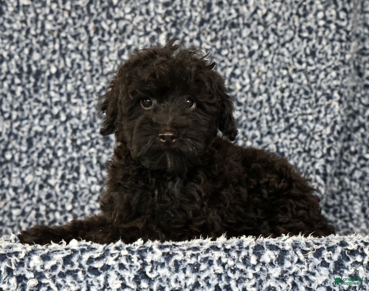 Yorkiepoo dogs Zack - Ad 1