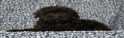 Yorkiepoo dogs for sale: Zack - Ad 1