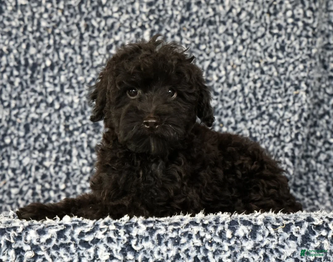 Yorkiepoo dogs for sale: Zack - Ad 1