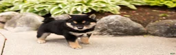Shiba Inu dogs for sale: Milo  - Ad 5