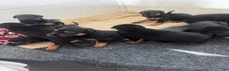 Mixed Breed dogs for sale: Doberman German shepherd  - Ad 12
