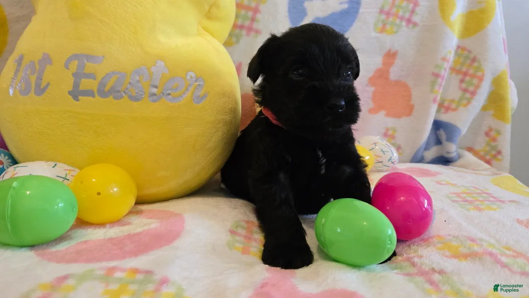 Miniature Schnauzer dogs for sale: Maggie - Ad 3
