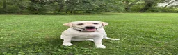 Labradoodle dogs for sale: Clint (Boy) - Ad 8