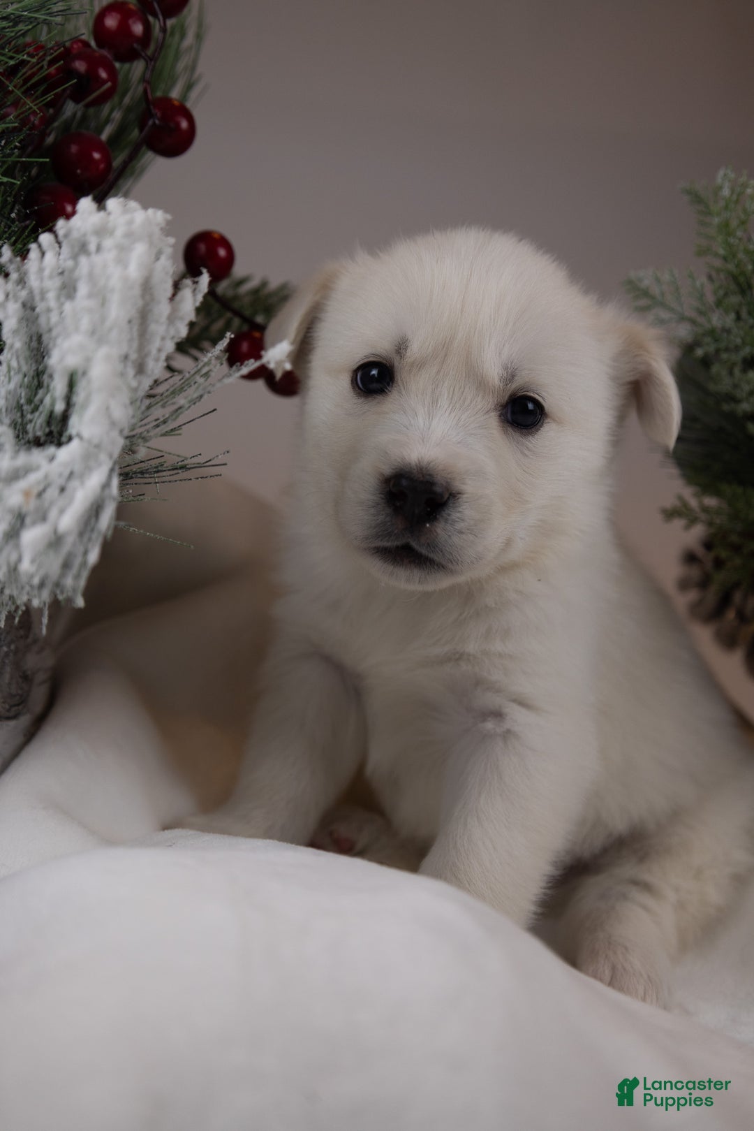 Goberian dogs for sale: Pearl - Ad 1