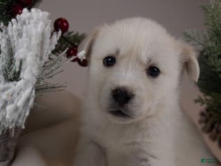 Goberian dogs Pearl - Ad 9