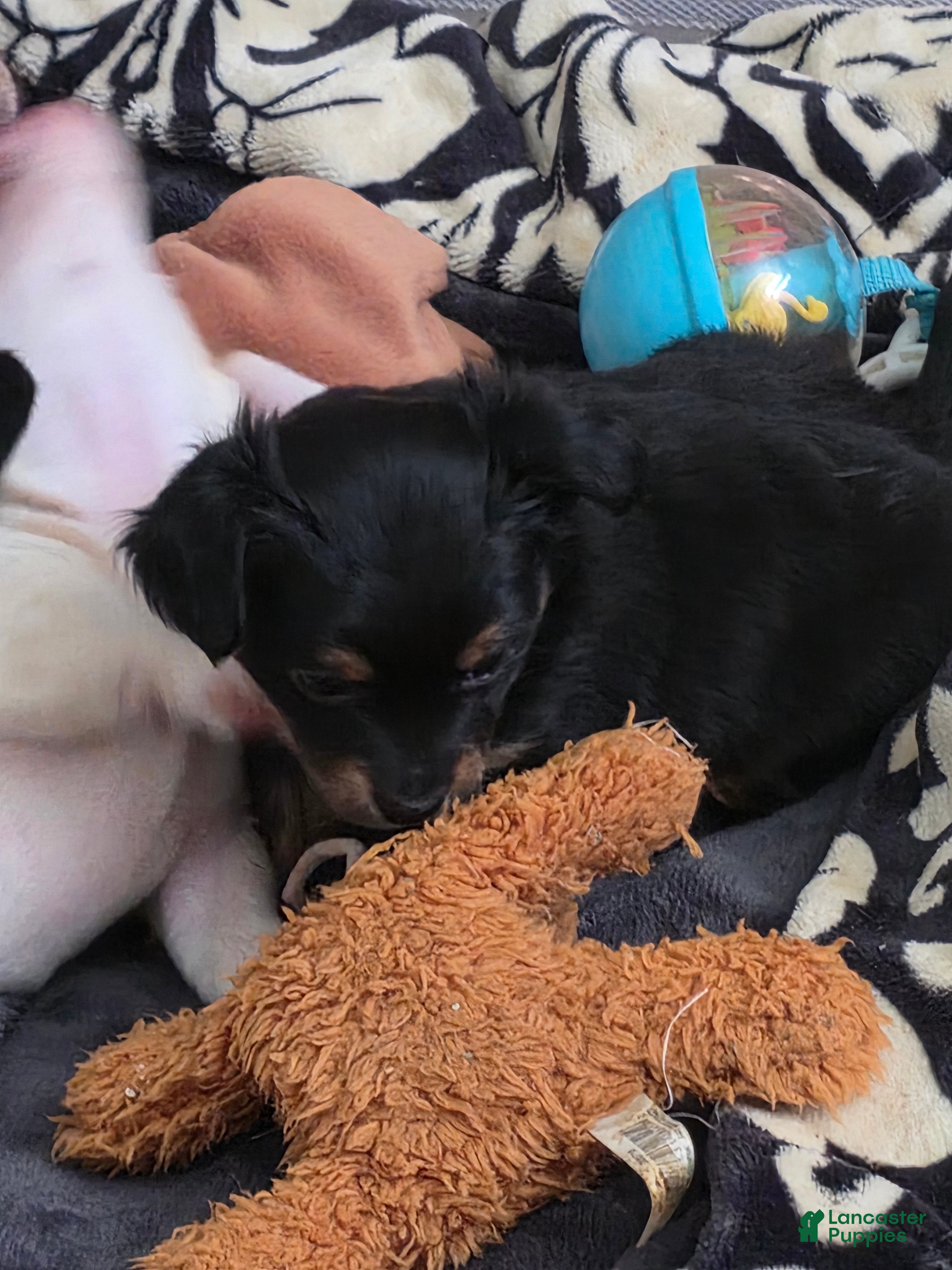 Chiweenie dogs Chiweenie Puppy 6 - Ad 1