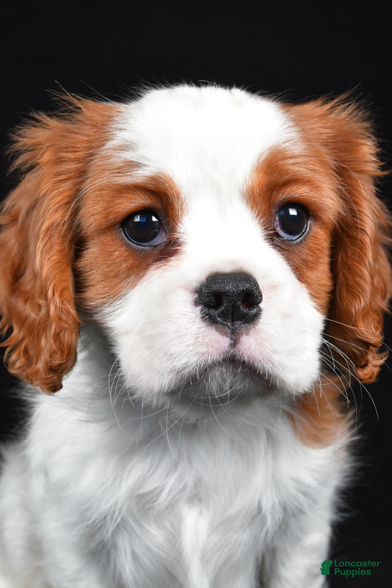 Cavalier King Charles Spaniel dogs for sale: Theodore - Ad 1