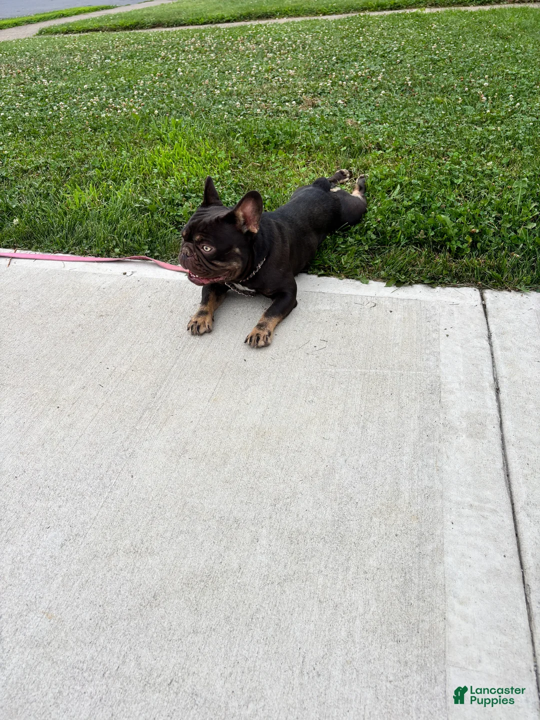 French Bulldog dogs for sale: 1 yr old Male French Bulldog  - Ad 2
