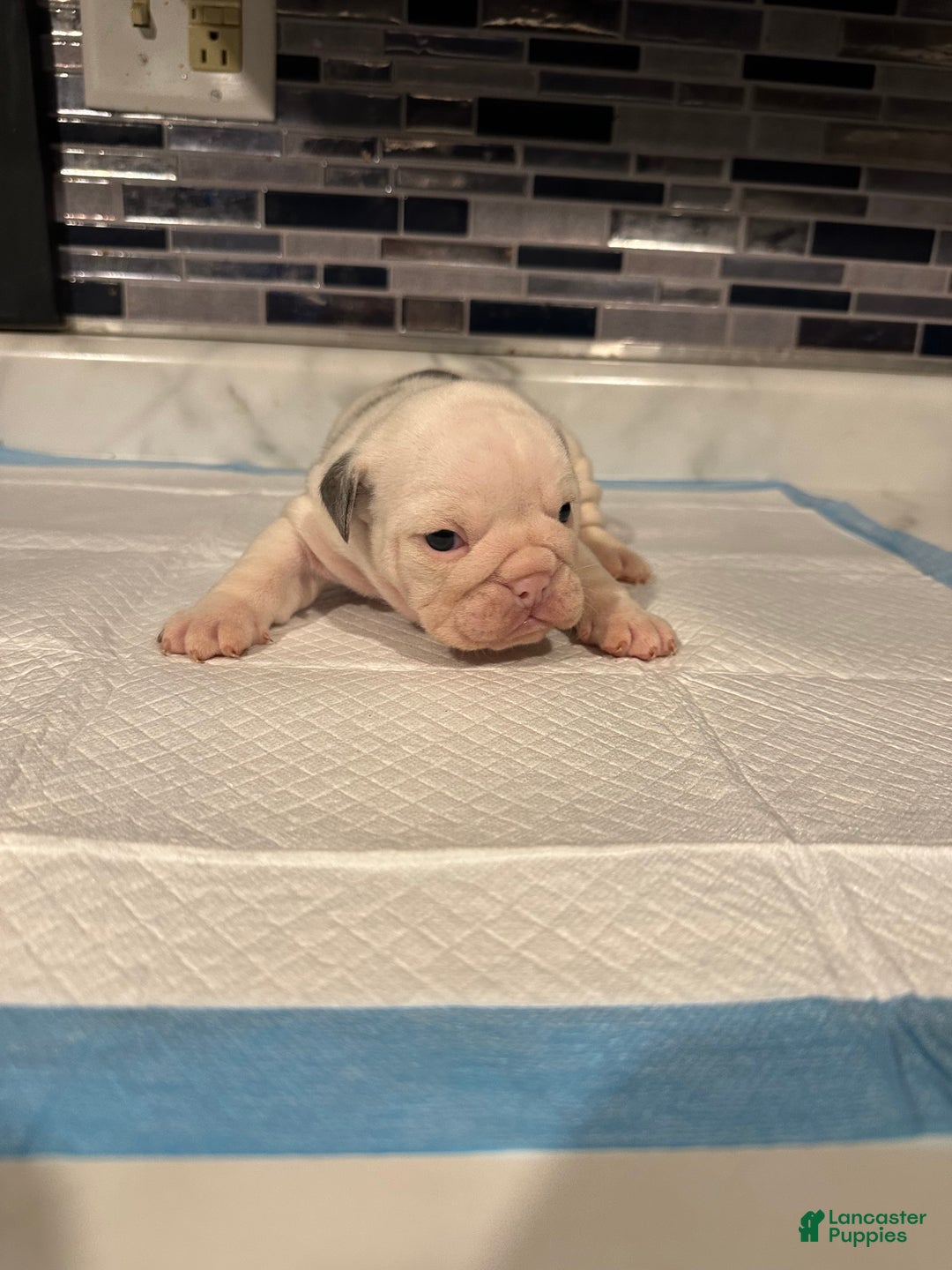 English Bulldog dogs for sale: Blue Spotted Girl - Ad 5