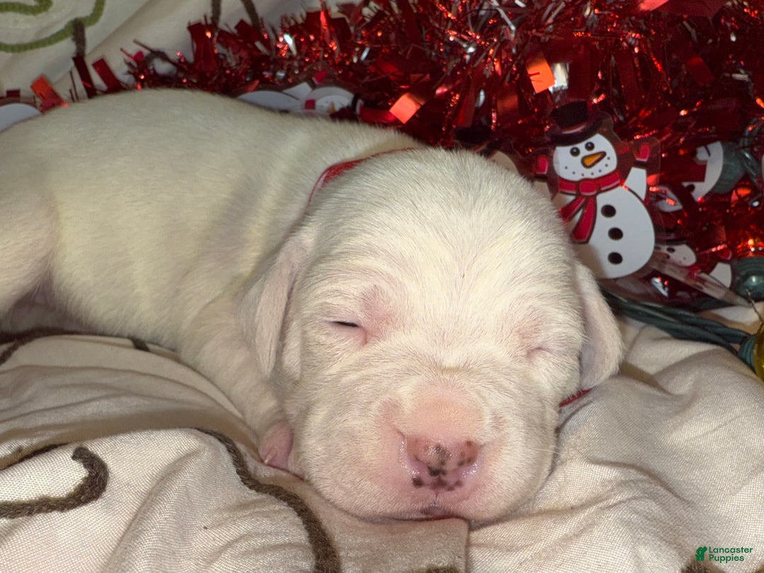 Mixed Breed dogs for sale: Puffball - Ad 7