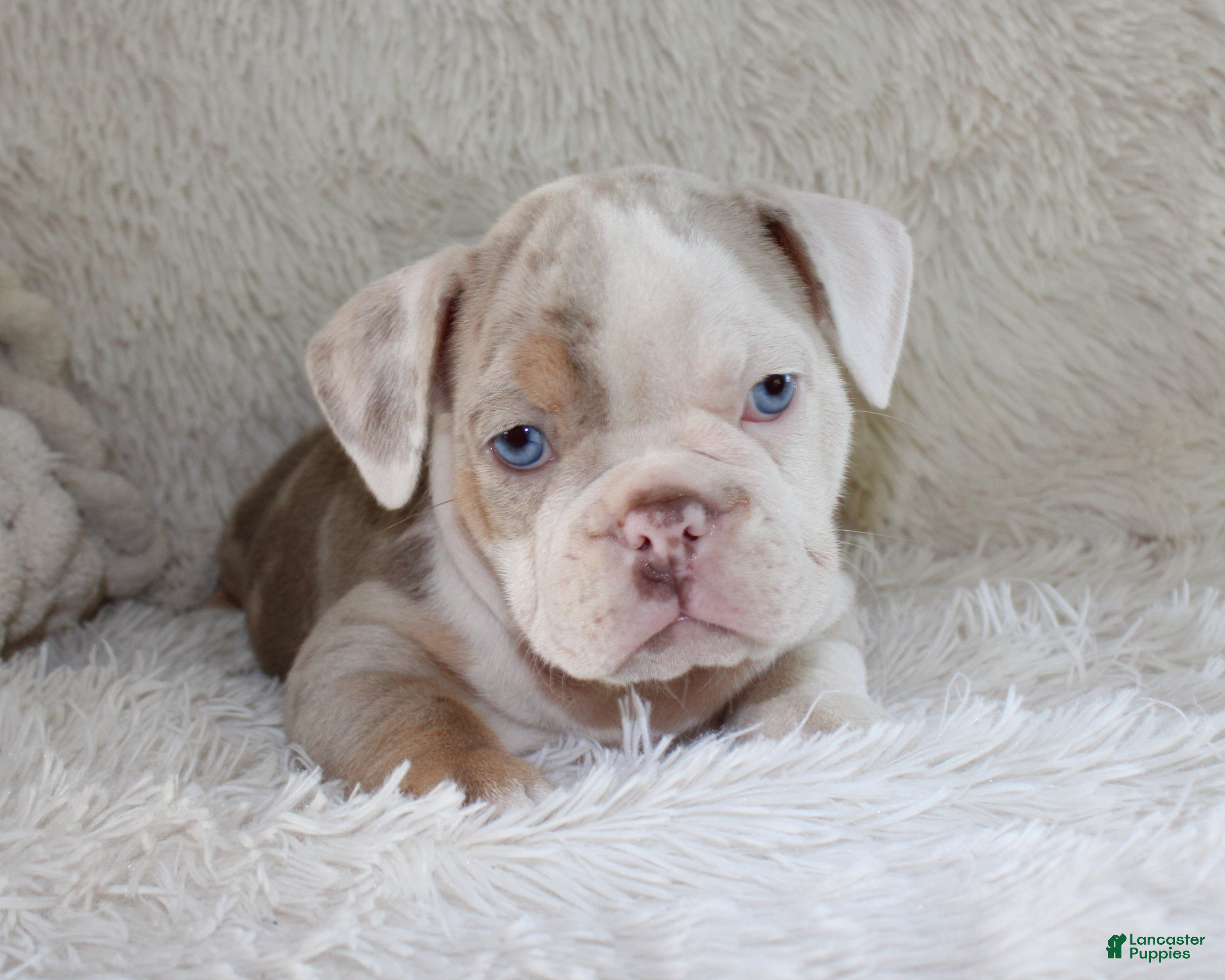 English Bulldog dogs Hattie - Ad 2