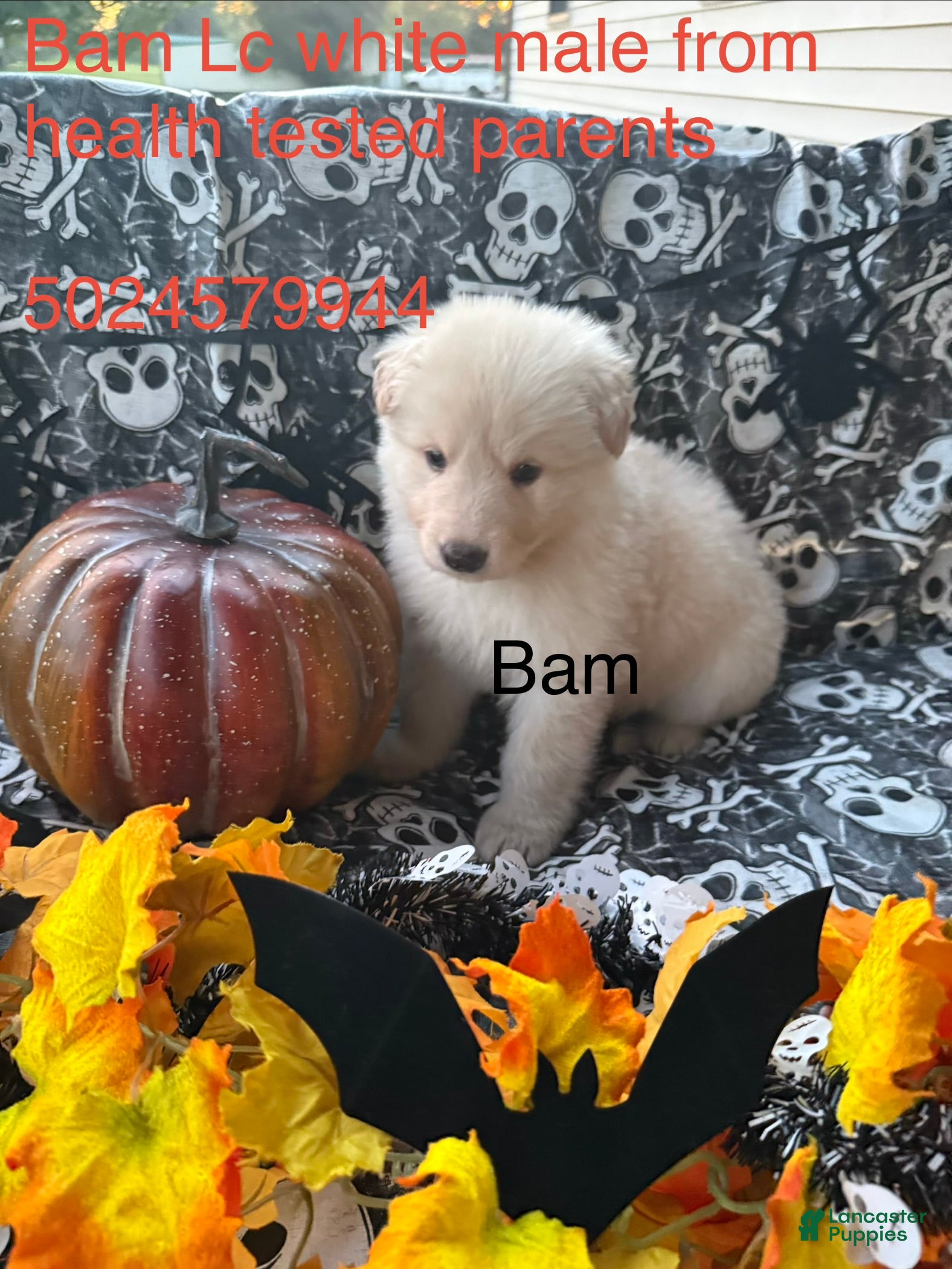 German Shepherd dogs Bam  - Ad 24