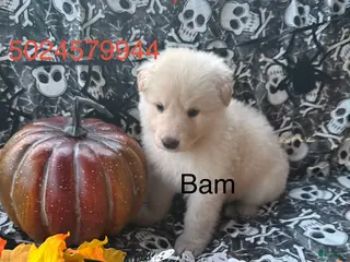 German Shepherd dogs Bam - Ad 24