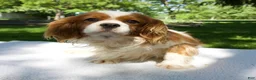 Cavapoo dogs for sale: Frankie - Ad 9