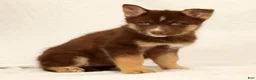 Gerberian Shepsky dogs for sale: Lindy - Ad 3