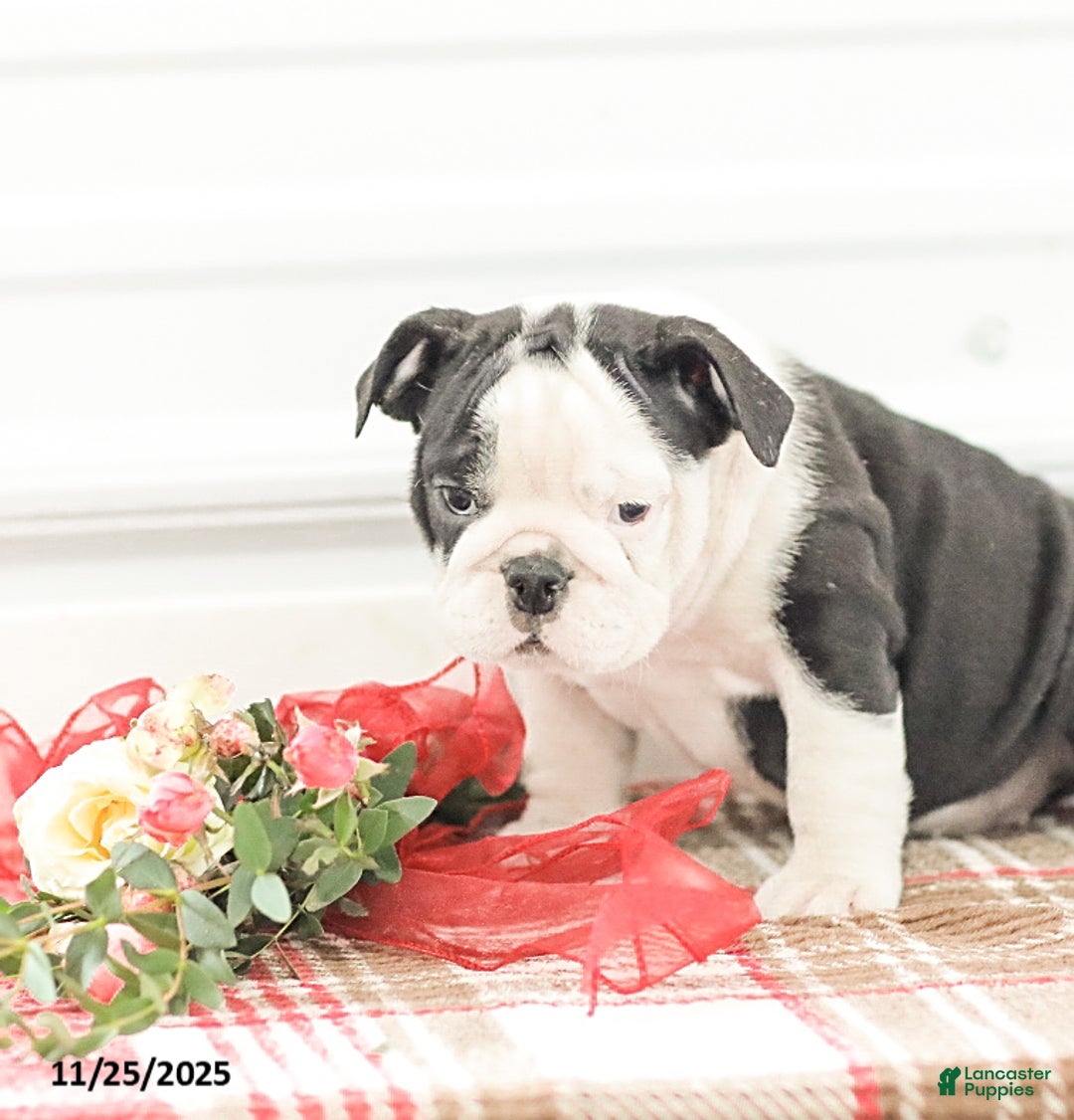 English Bulldog dogs for sale: Rose - Ad 2