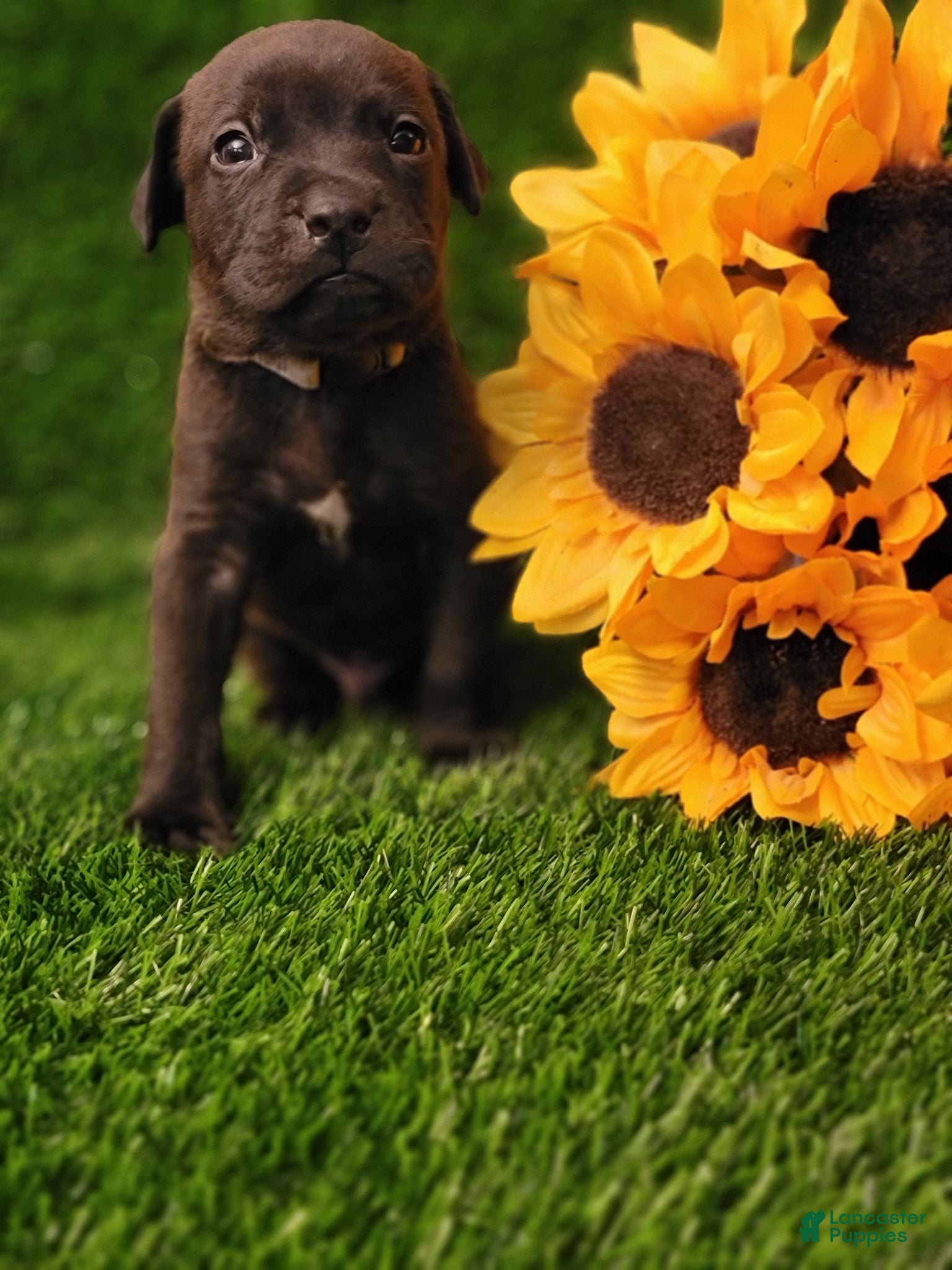 Mixed Breed dogs for sale: Rafiki (gray collar) - Ad 1