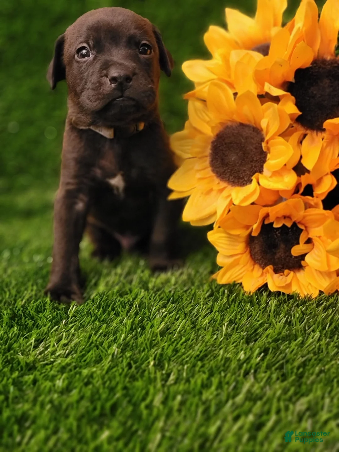 Mixed Breed dogs for sale: Rafiki (gray collar) - Ad 1