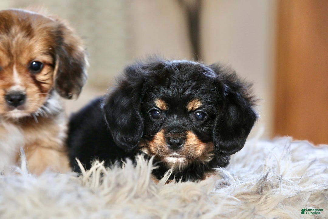 Mixed Breed dogs for sale: Cavalon Midnight - Ad 26