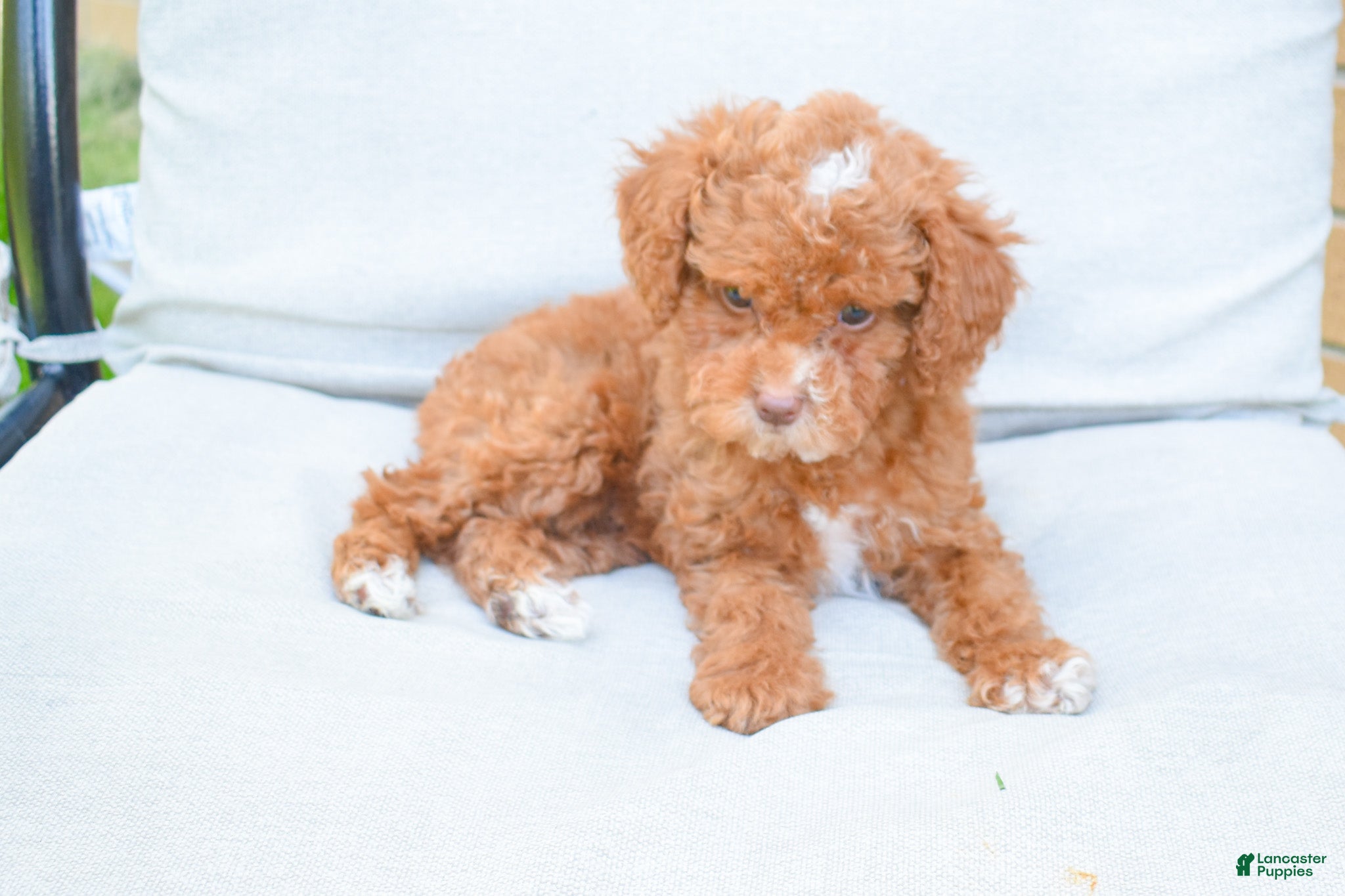 Miniature Poodle dogs Dahlia 🐶 - Ad 1