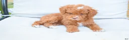 Miniature Poodle dogs for sale: Dahlia 🐶 - Ad 2