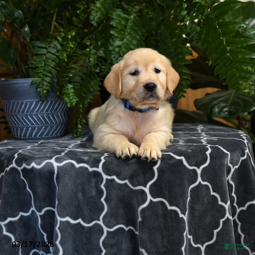 Golden Retriever dogs for sale: Haley - Ad 3